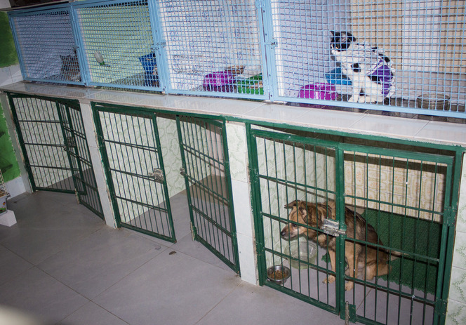 Гостиниц для животных в Киеве | Ветеринарная клиника Мадагаскар