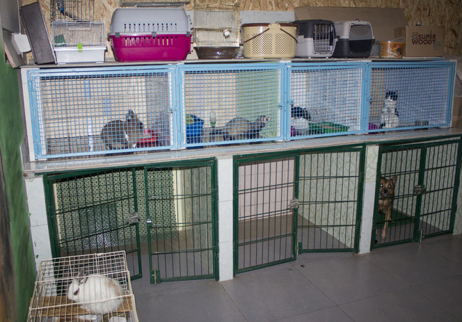 Гостиниц для животных на Оболони | Ветеринарная клиника Мадагаскар
